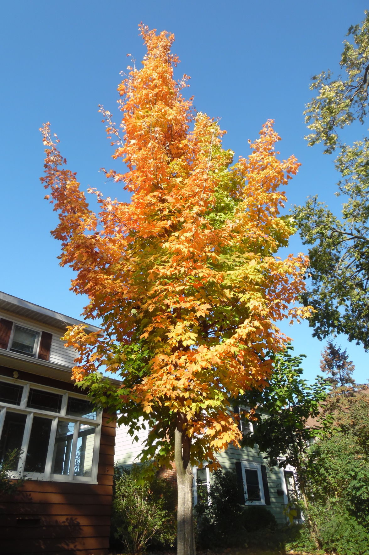 A burst of autumn's glory